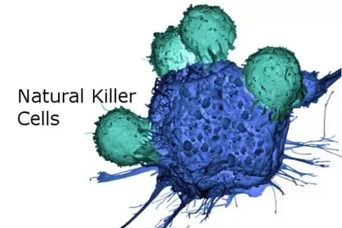 NK cell expansion