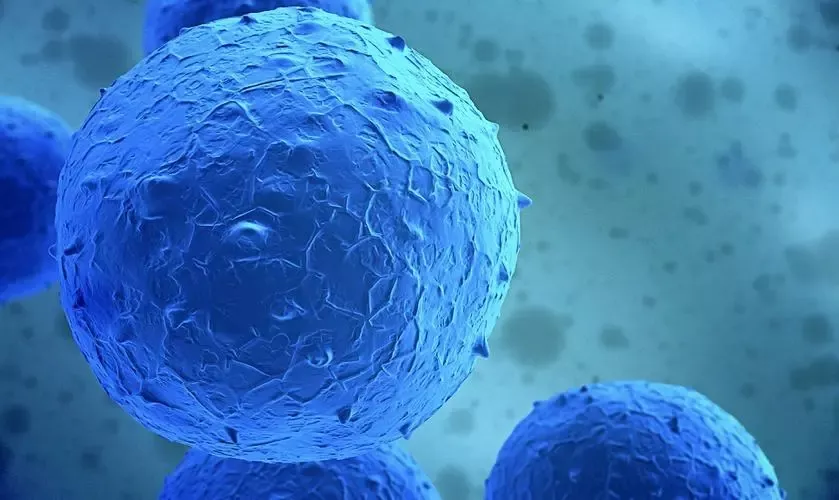 Human iPSC-Derived Natural Killer Cells Engineered